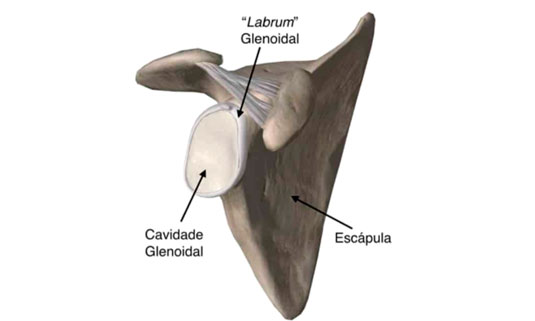 anel fibro-cartilaginoso, que é o lábio da glenóide