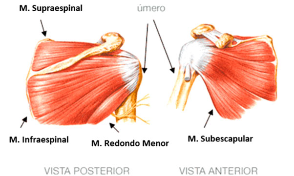 articulação glenoumeral.